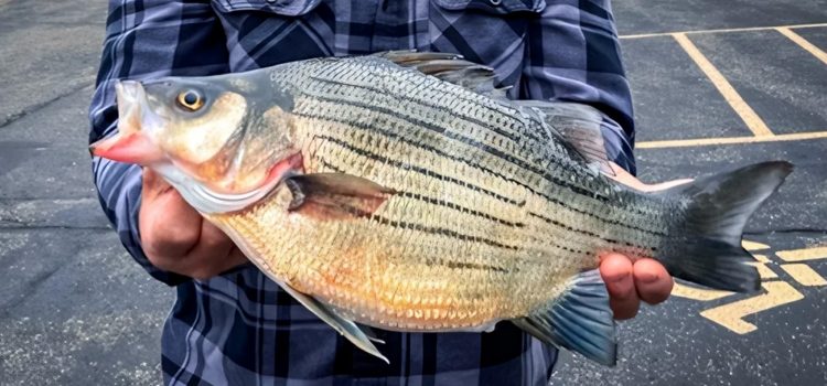 Fisherman de côte terre
