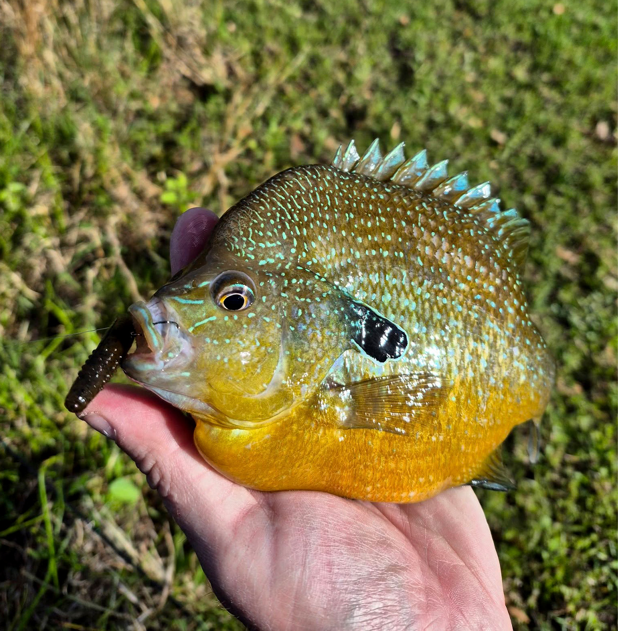 [Titre du site] Lure Maker attrape 2 Sunfish-Record à l'État les jours consécutifs