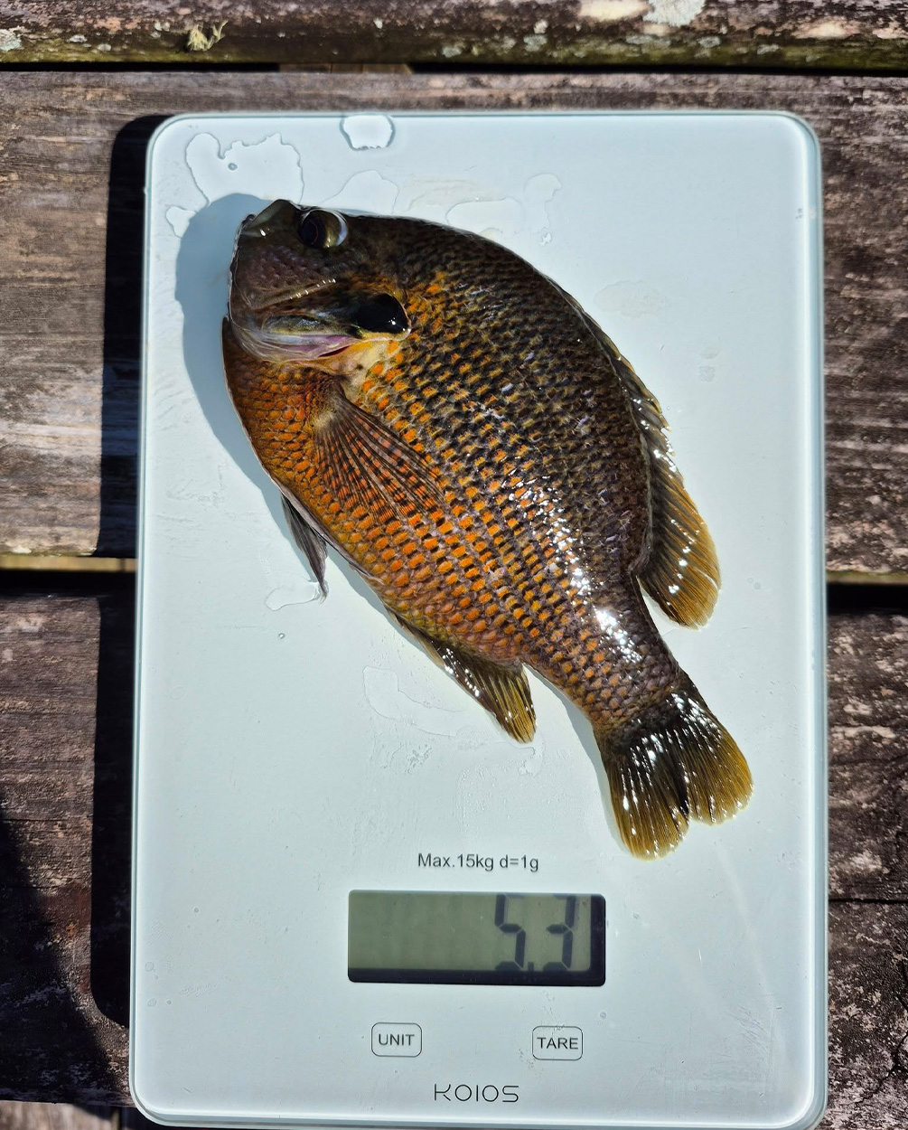 [Titre du site] Lure Maker attrape 2 Sunfish-Record à l'État les jours consécutifs