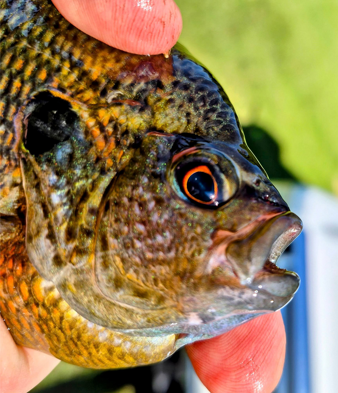 [Titre du site] Lure Maker attrape 2 Sunfish-Record à l'État les jours consécutifs