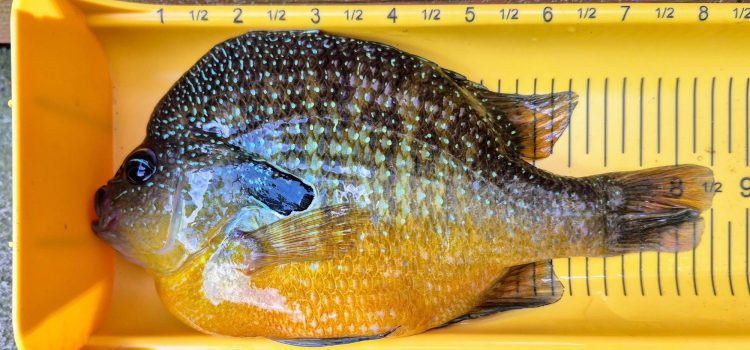 Lure Maker attrape 2 Sunfish-Record à l'État les jours consécutifs
