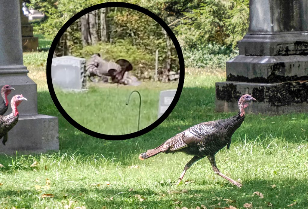 Man Wrestling Wild Turkey dans le cimetière du New Hampshire