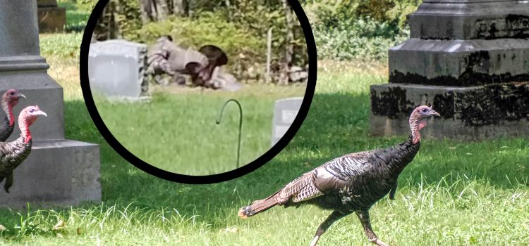 Man Wrestling Wild Turkey dans le cimetière du New Hampshire Man Wrestling Wild Turkey dans le cimetière du New Hampshire