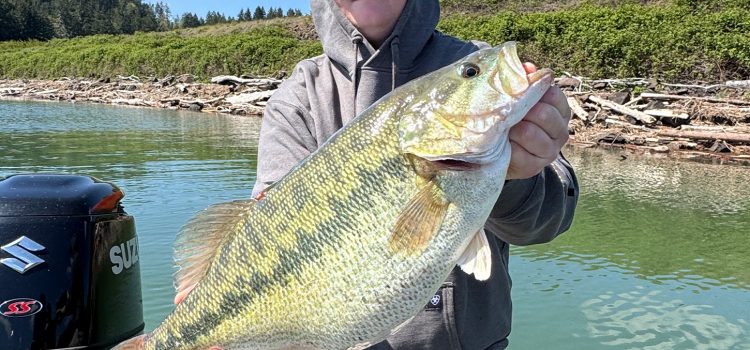 Le bar tacheté de l’Oregon State-record n’est pas reconnu Le bar tacheté de l'Oregon State-record n'est pas reconnu