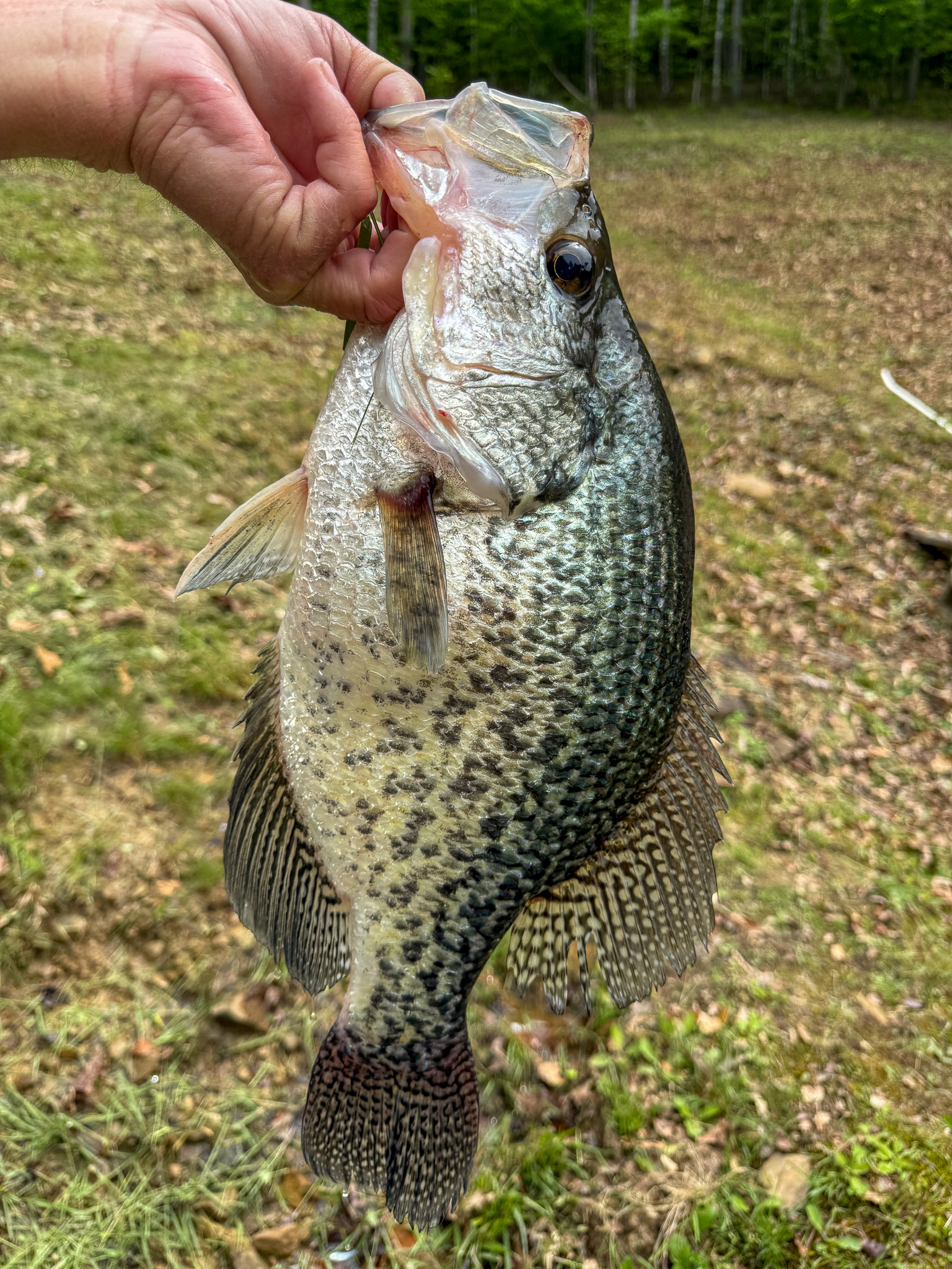 [Titre du site] Fisherman attrape un nouveau record d'État de Virginie-Occidentale Black Crappie