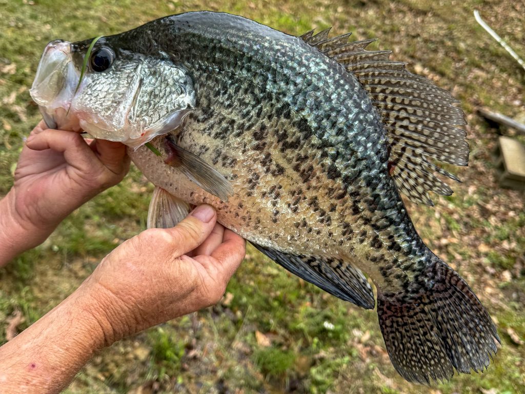 Fisherman attrape un nouveau record d'État de Virginie-Occidentale Black Crappie