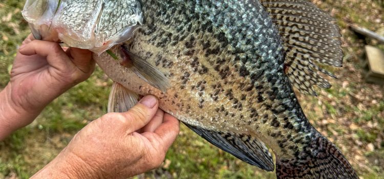 Fisherman attrape un nouveau record d’État de Virginie-Occidentale Black Crappie Fisherman attrape un nouveau record d'État de Virginie-Occidentale Black Crappie