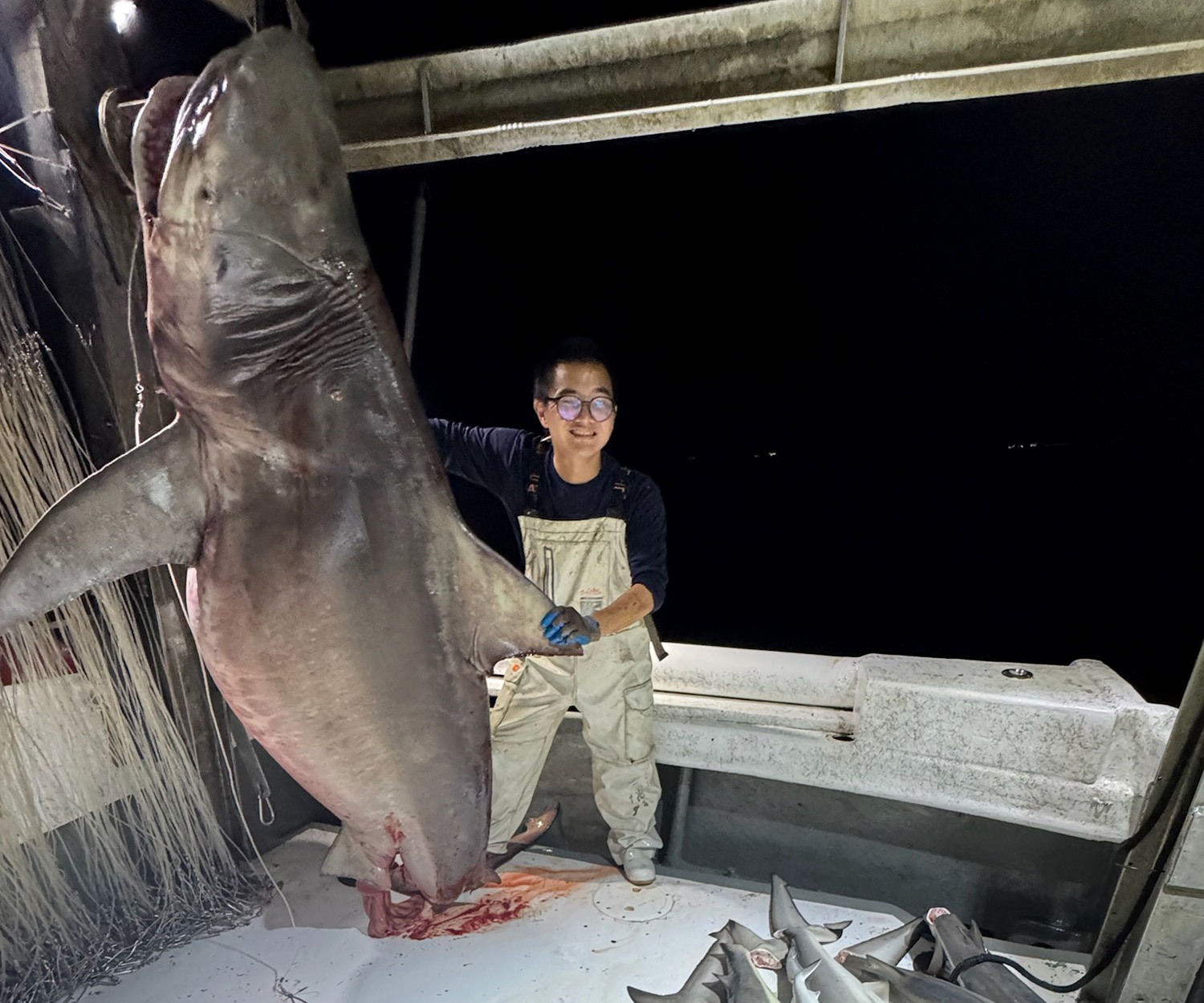 [Titre du site] Ce requin taureau géant aurait effacé le record de l'Alabama
