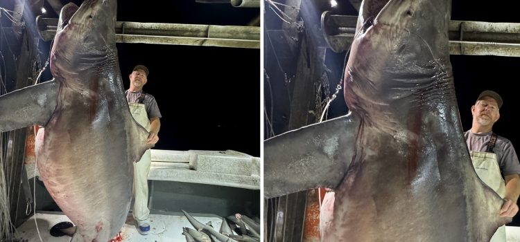 Ce requin taureau géant aurait effacé le record de l’Alabama Ce requin taureau géant aurait effacé le record de l'Alabama