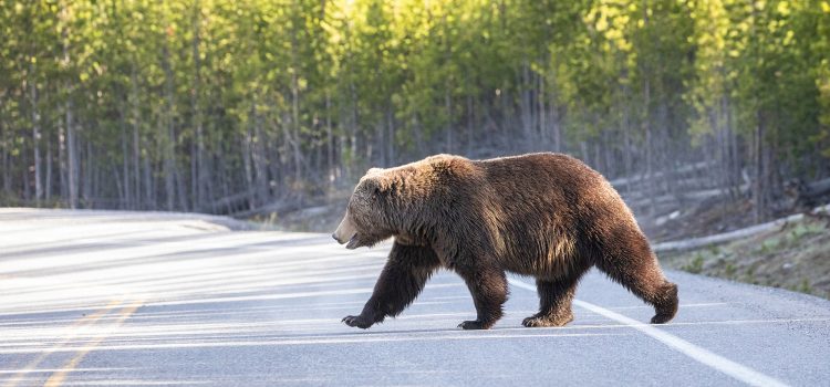 Les législateurs condamnent le plan pour ne pas mettre les grizzlies Les législateurs condamnent le plan pour ne pas mettre les grizzlies