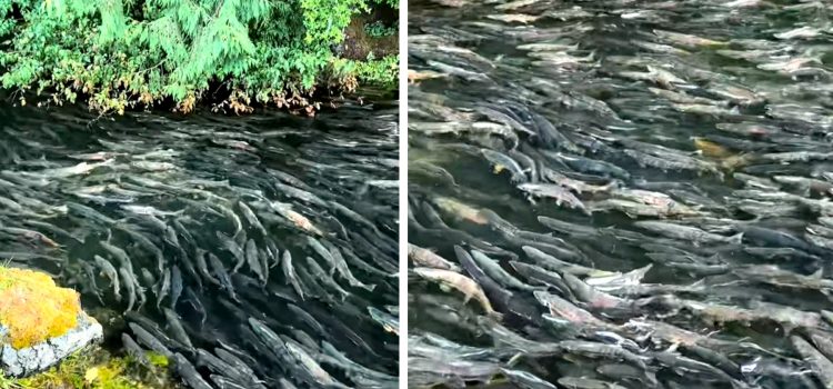 La vidéo virale de Epic Salmon Run est un aperçu de l’ancien temps La vidéo virale de Epic Salmon Run est un aperçu de l'ancien temps