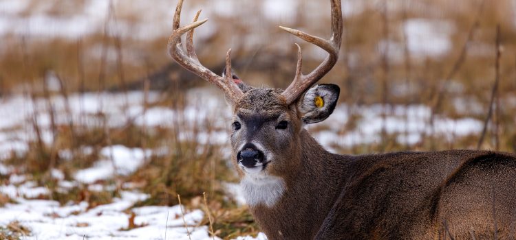 Les agriculteurs de cerfs du Minnesota disent que les lois sur la CWD violent leurs «droits fondamentaux» Les agriculteurs de cerfs du Minnesota disent que les lois sur la CWD violent leurs «droits fondamentaux»