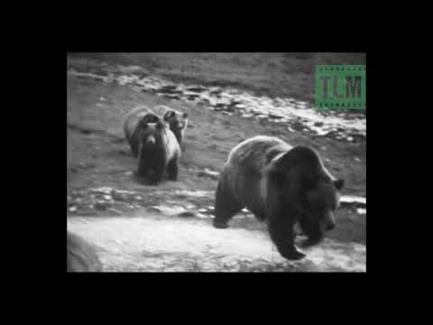 [Titre du site] Les responsables de Yellowstone tuent Grizzly Bear qui retournait plus de 800 livres