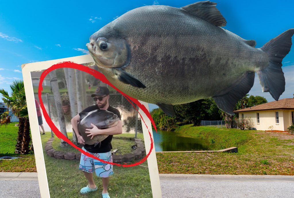 L'homme de Floride attrape un Pacu massif dans le canal du quartier