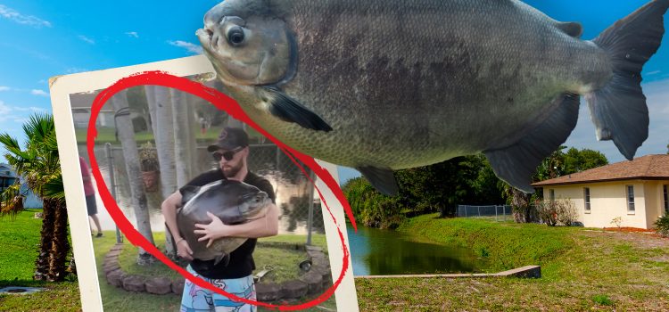 L’homme de Floride attrape un Pacu massif dans le canal du quartier L'homme de Floride attrape un Pacu massif dans le canal du quartier