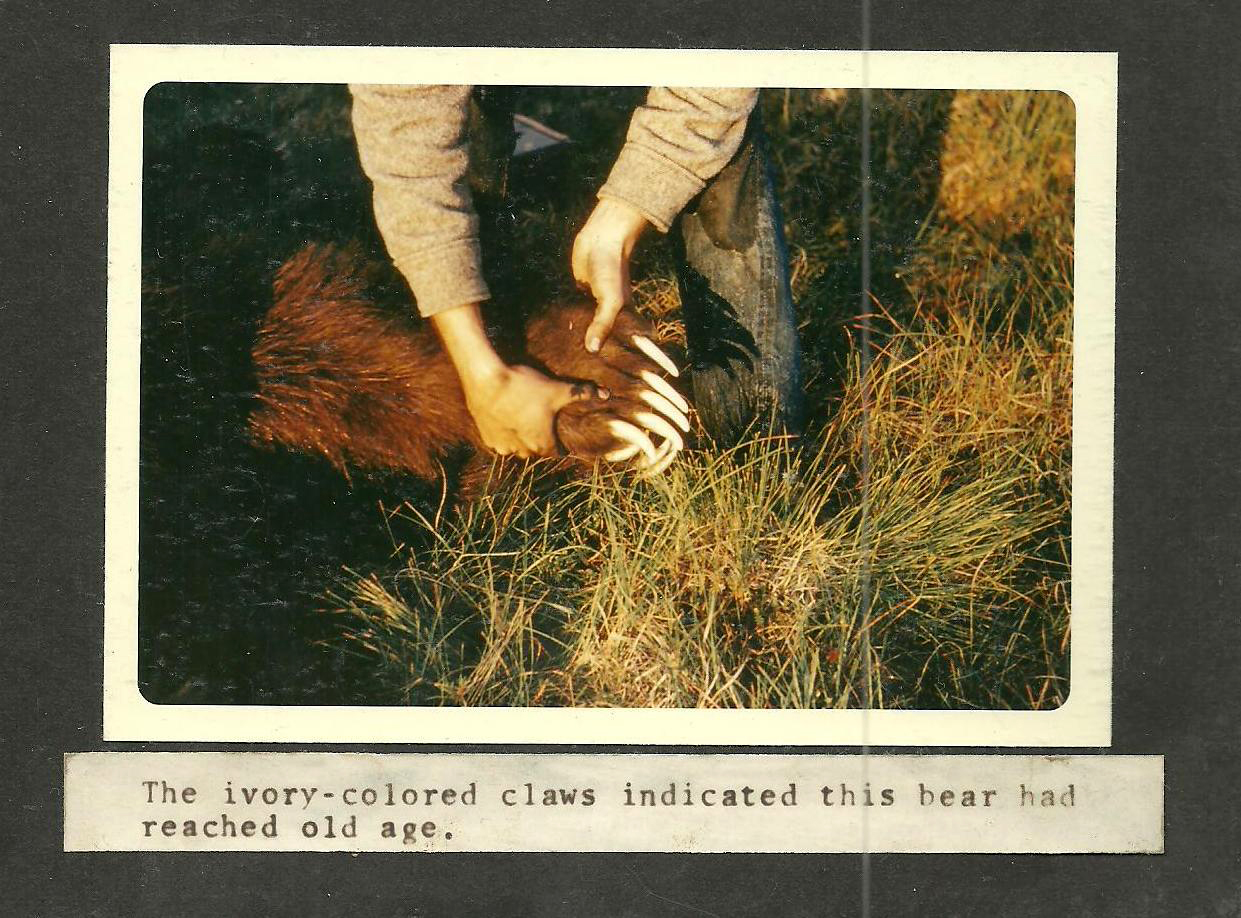 [Titre du site] 16 photos vintage incroyables d'un refuge faunique de l'Alaska