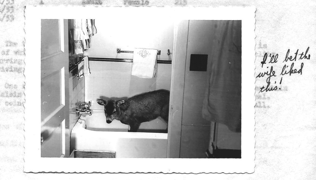 [Titre du site] 16 photos vintage incroyables d'un refuge faunique de l'Alaska