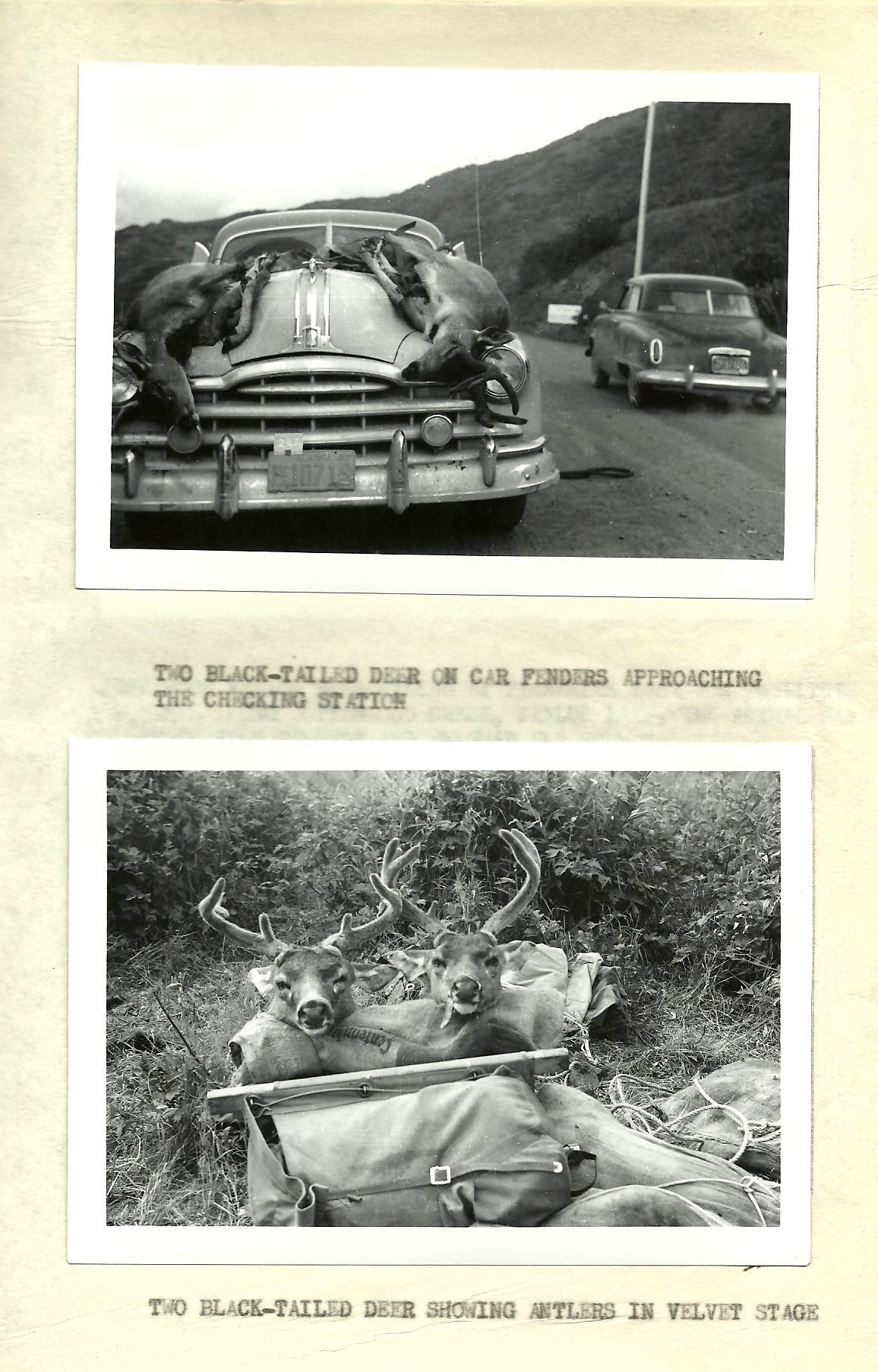 [Titre du site] 16 photos vintage incroyables d'un refuge faunique de l'Alaska