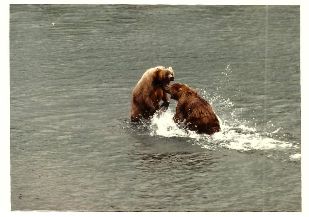 [Titre du site] 16 photos vintage incroyables d'un refuge faunique de l'Alaska
