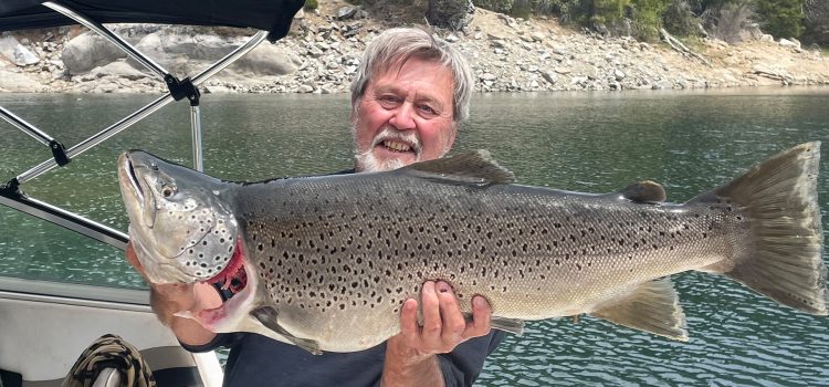 Énorme truite brune manque juste le record de l'État de Californie
