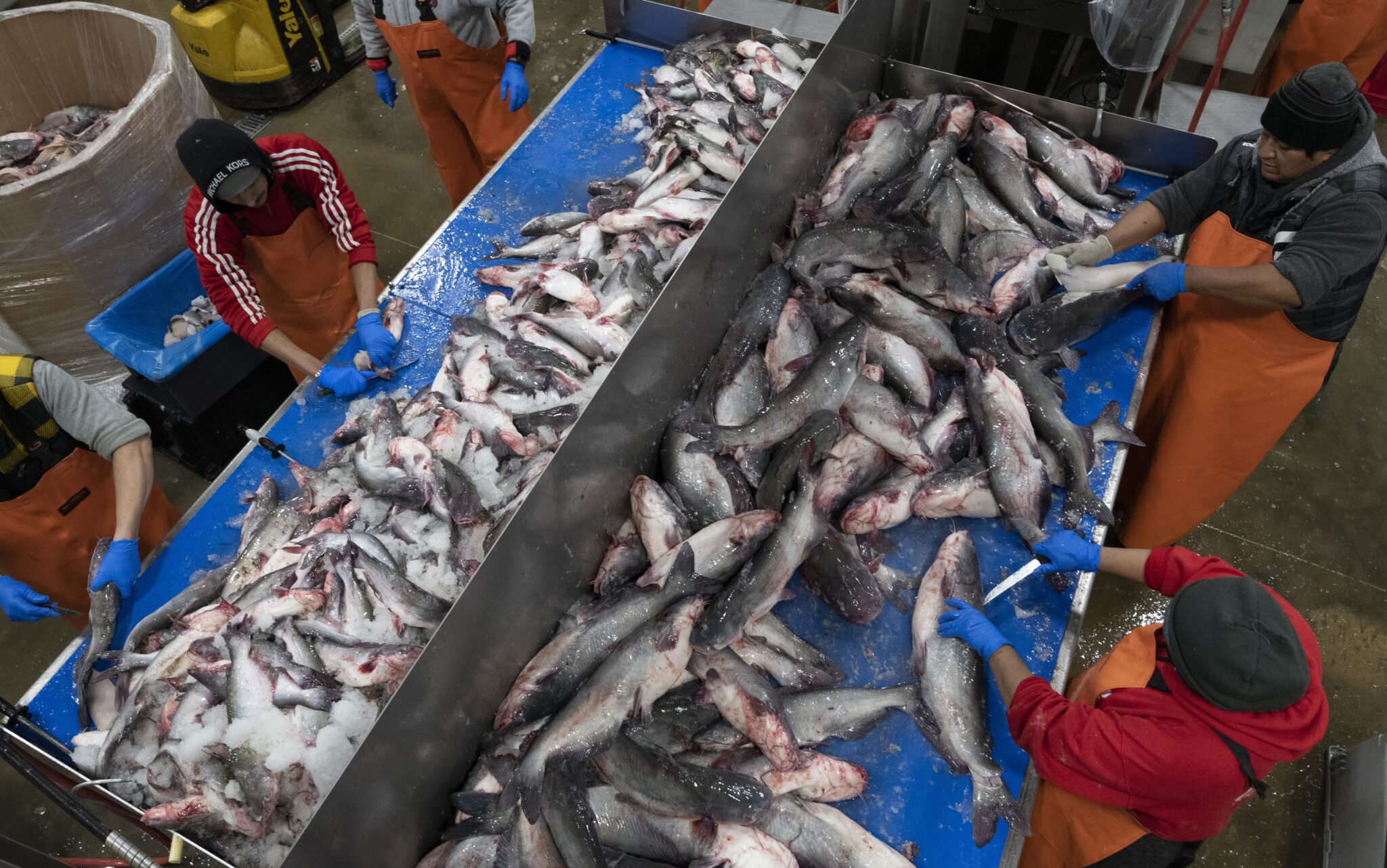 [Titre du site] Ces photos et vidéos révèlent pourquoi le poisson-chat bleu du Maryland doit être tué
