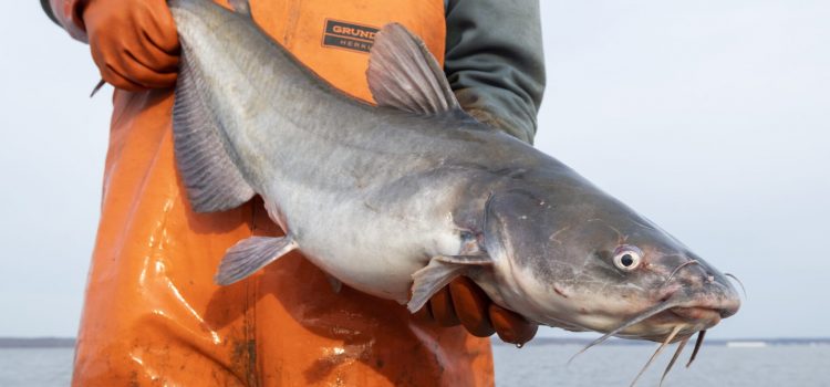 Ces photos et vidéos révèlent pourquoi le poisson-chat bleu du Maryland doit être tué
