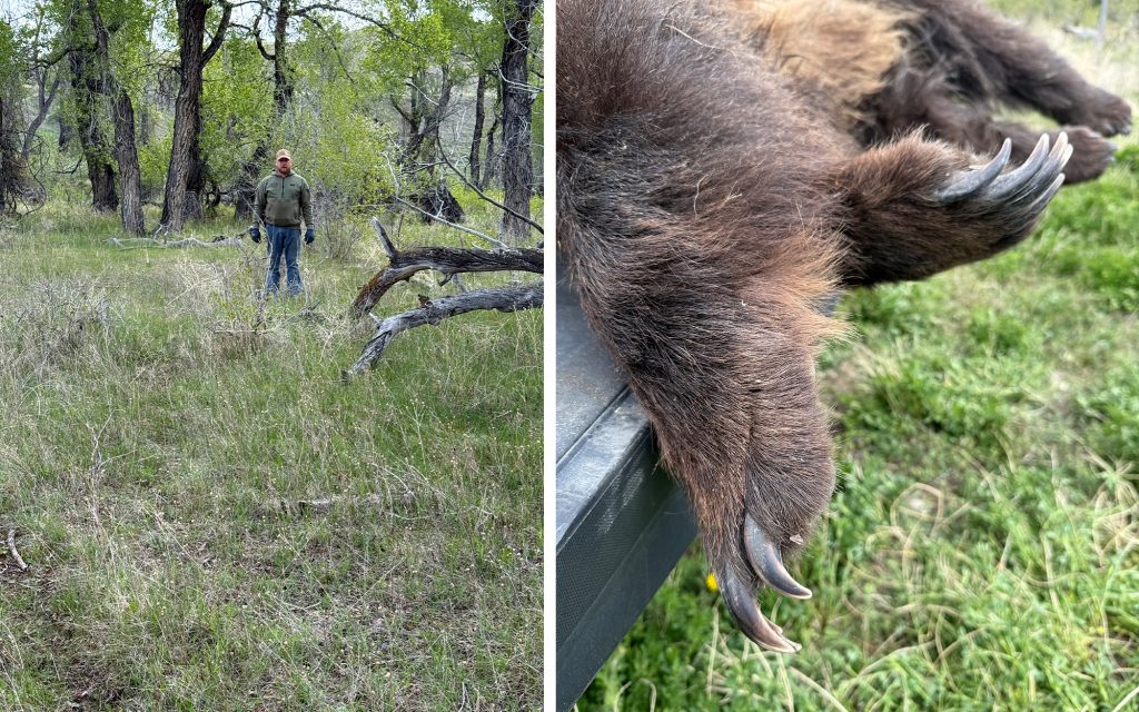 Le chasseur de champignons qui a tué le chargement Griz explique ce qui s'est passé