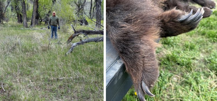 Le chasseur de champignons qui a tué le chargement Griz explique ce qui s'est passé
