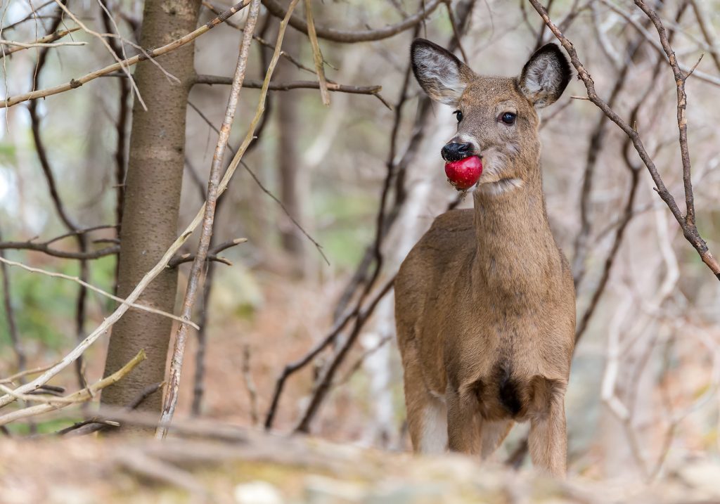 Le Tennessee légalise la chasse aux cerfs sur l'appât