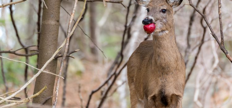 Le Tennessee légalise la chasse aux cerfs sur l'appât
