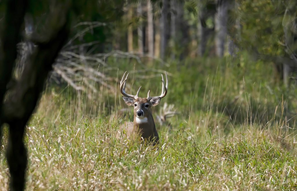 L'Alabama est vendu aux enchères des baux de chasse à 5 ans sur des terres publiques