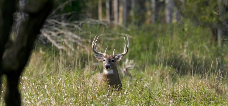 L’Alabama est vendu aux enchères des baux de chasse à 5 ans sur des terres publiques L'Alabama est vendu aux enchères des baux de chasse à 5 ans sur des terres publiques