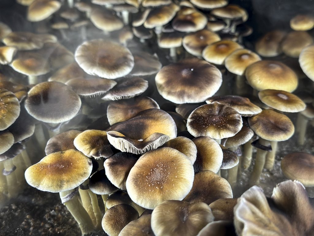 Les randonneurs haut sur les champignons appelés 911 pensant qu'un copain était mort