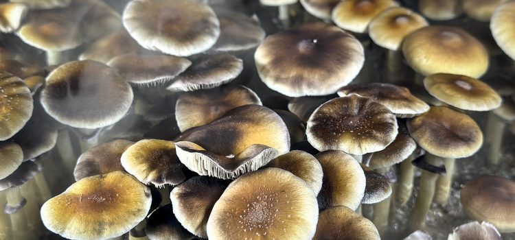 Les randonneurs haut sur les champignons appelés 911 pensant qu’un copain était mort Les randonneurs haut sur les champignons appelés 911 pensant qu'un copain était mort