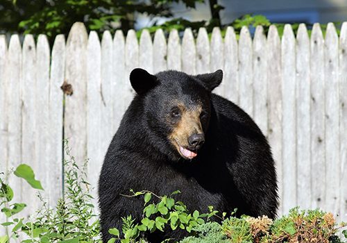 La Floride vient d’approuver une saison d’ours noir. Le Connecticut pourrait être le prochain La Floride vient d'approuver une saison d'ours noir. Le Connecticut pourrait être le prochain