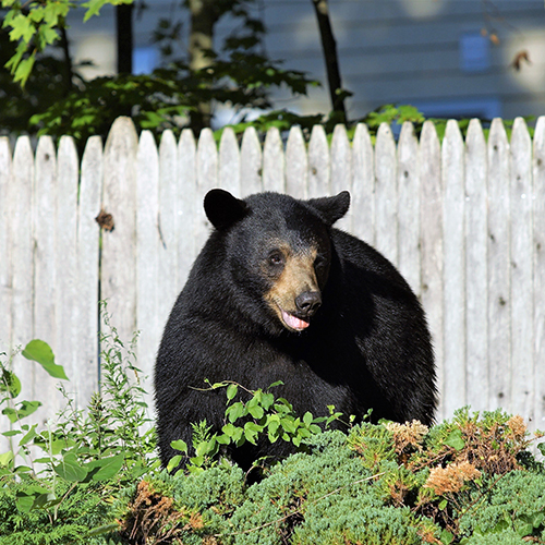 La Floride vient d'approuver une saison d'ours noir. Le Connecticut pourrait être le prochain