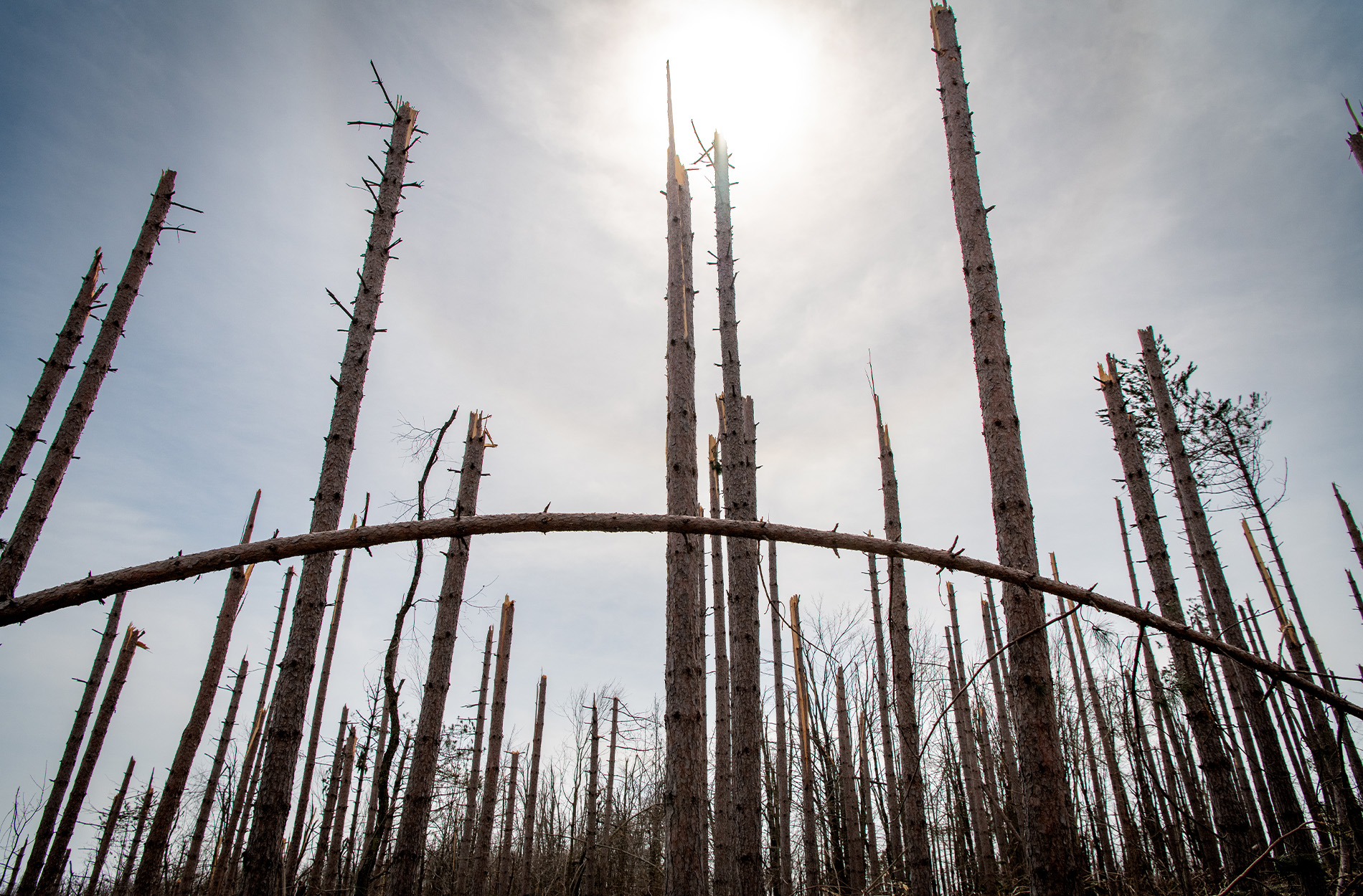 [Titre du site] Quelle est la prochaine étape pour les forêts du Michigan après la tempête de glace historique?