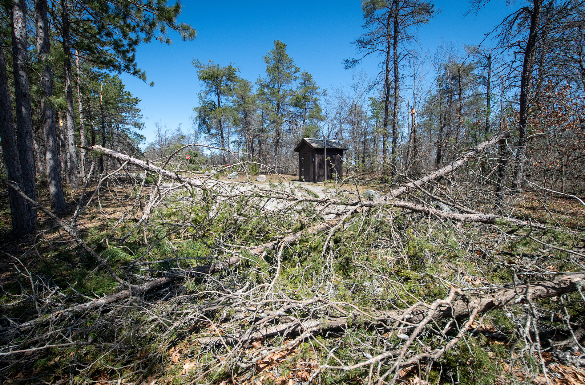 [Titre du site] Quelle est la prochaine étape pour les forêts du Michigan après la tempête de glace historique?