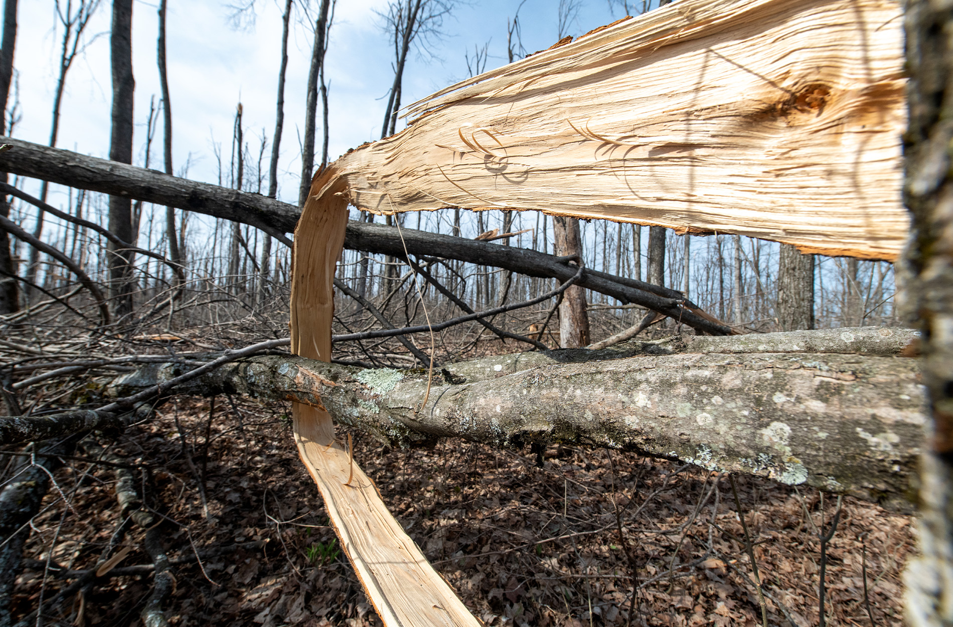 [Titre du site] Quelle est la prochaine étape pour les forêts du Michigan après la tempête de glace historique?
