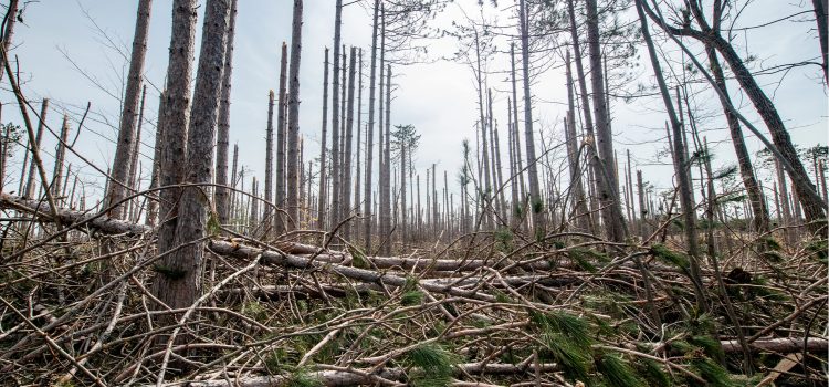 Quelle est la prochaine étape pour les forêts du Michigan après la tempête de glace historique? Quelle est la prochaine étape pour les forêts du Michigan après la tempête de glace historique?