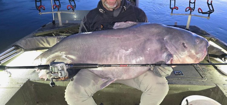 Big Blue Catfish pris au Kansas pourrait être un record Big Blue Catfish pris au Kansas pourrait être un record