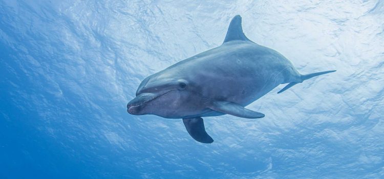 Ce capitaine charter a tiré des dolphins avec des écoliers à bord. Maintenant il va en prison Ce capitaine charter a tiré des dolphins avec des écoliers à bord. Maintenant il va en prison