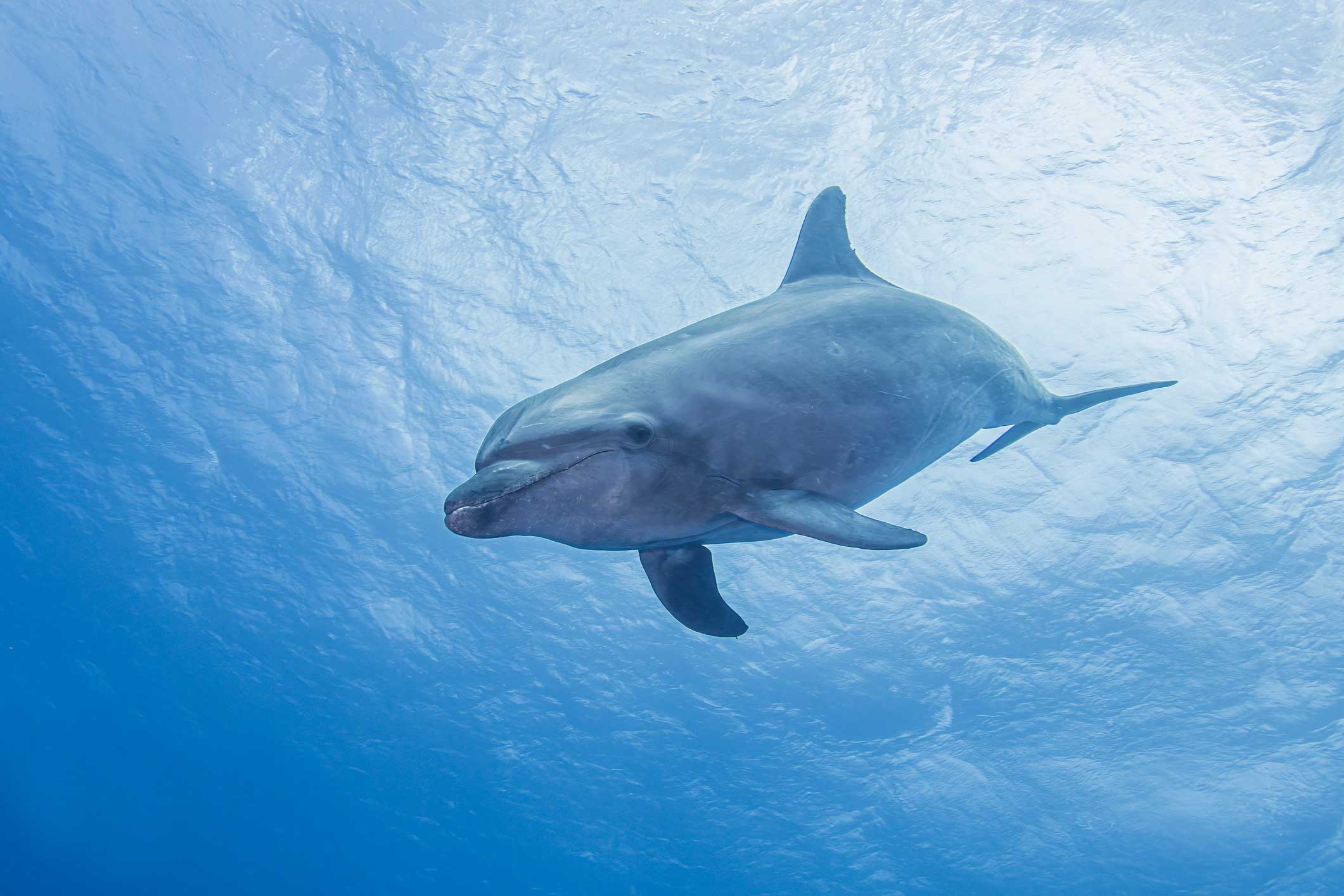 [Titre du site] Ce capitaine charter a tiré des dolphins avec des écoliers à bord. Maintenant il va en prison