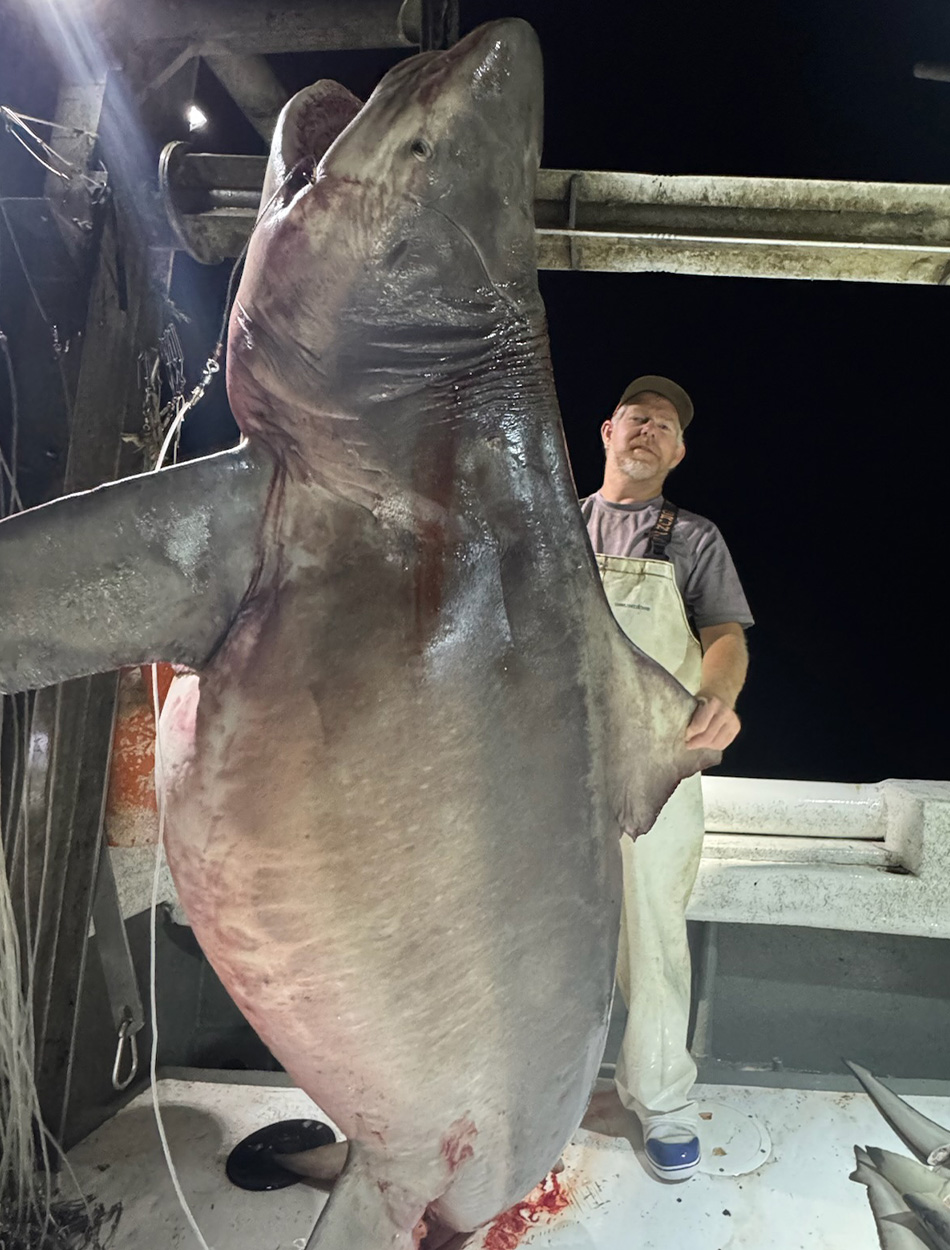 [Titre du site] Ce requin taureau géant aurait effacé le record de l'Alabama