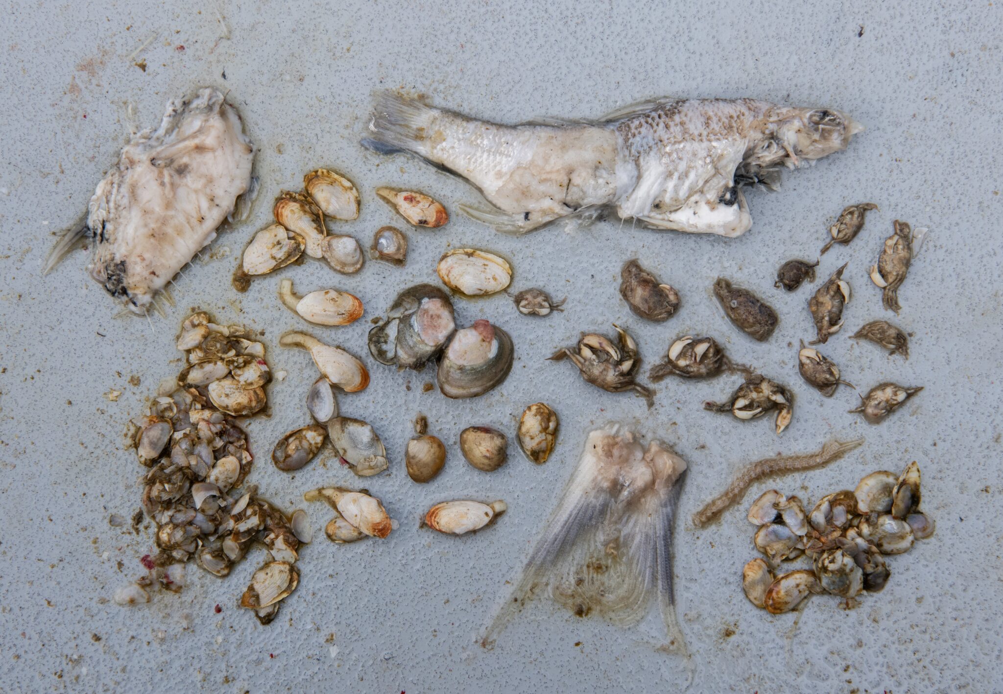 [Titre du site] Ces photos et vidéos révèlent pourquoi le poisson-chat bleu du Maryland doit être tué