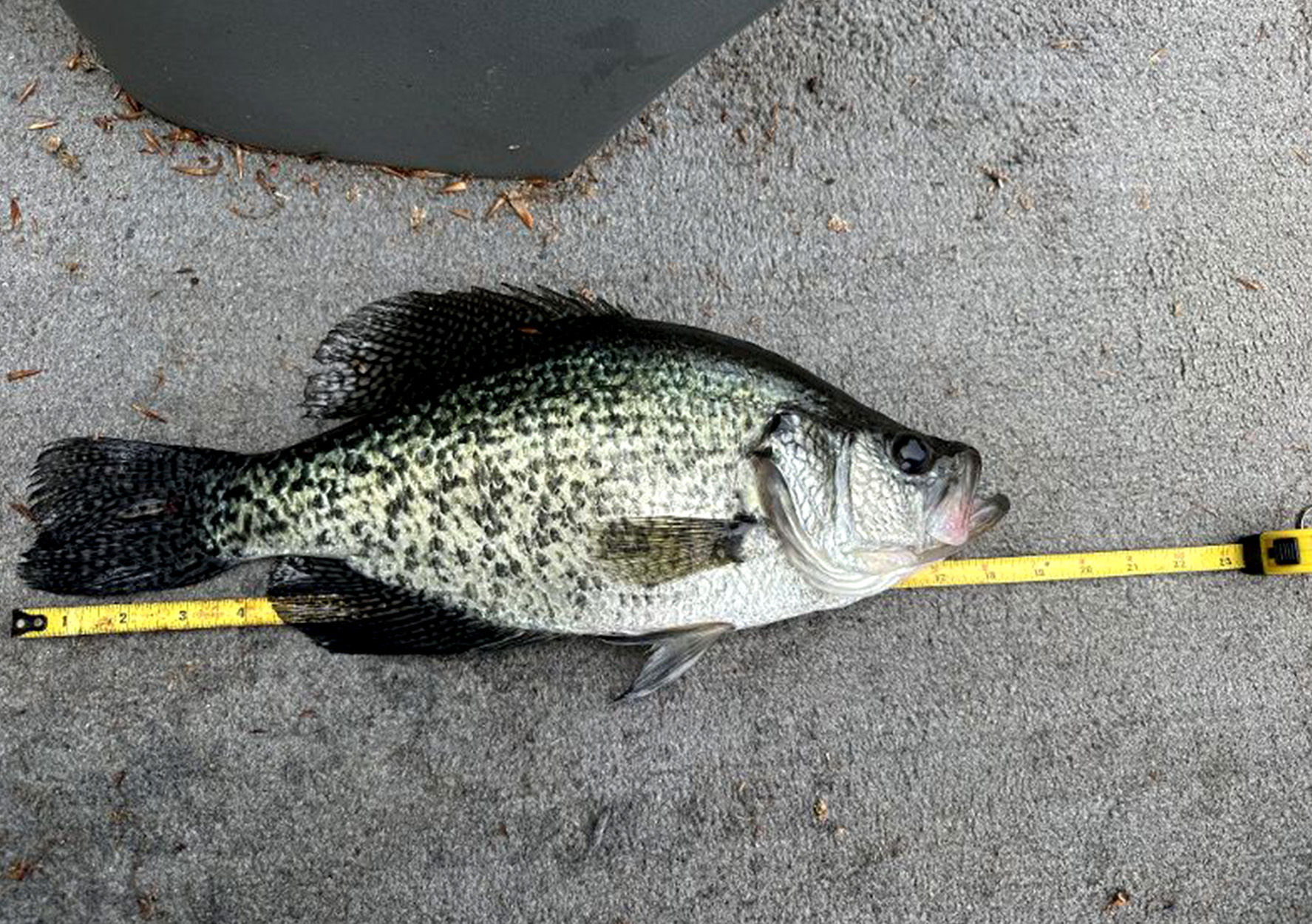 [Titre du site] Crappie de la dalle manque le statut de record mondial sur une technicité