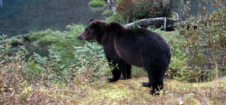 Erreur d’auto-évaluation de l’Idaho Hunter après l’ours Erreur d'auto-évaluation de l'Idaho Hunter après l'ours