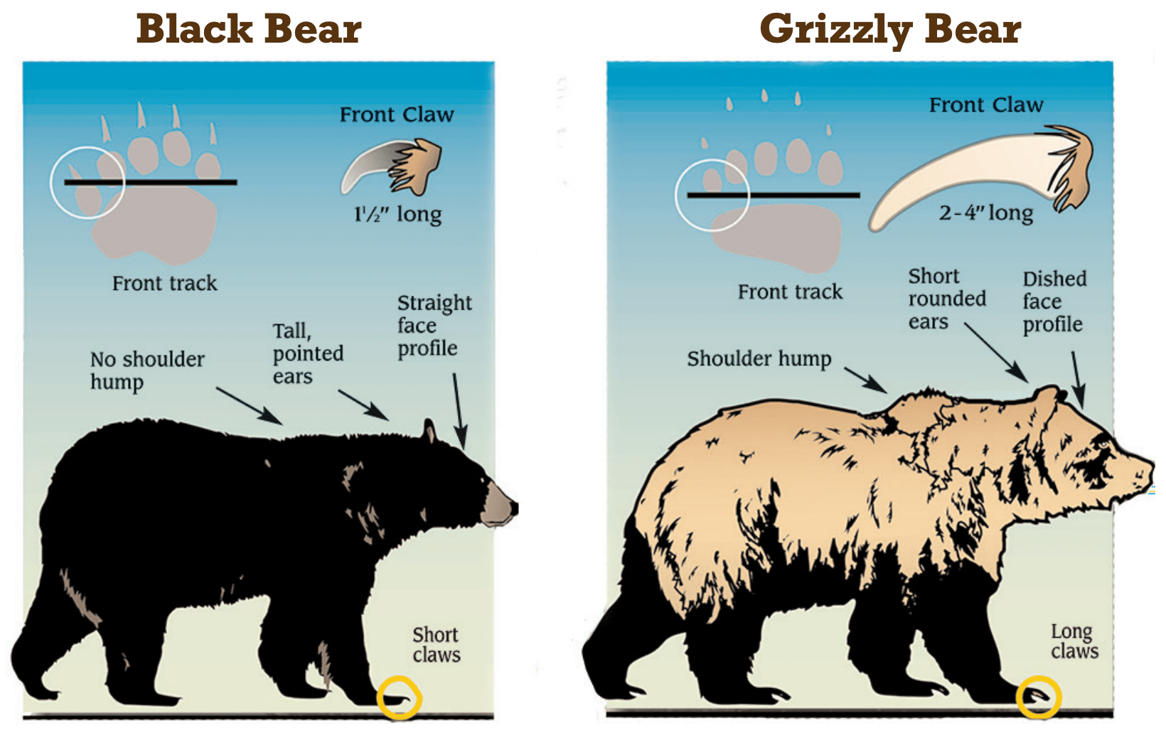 [Titre du site] Erreur d'auto-évaluation de l'Idaho Hunter après l'ours