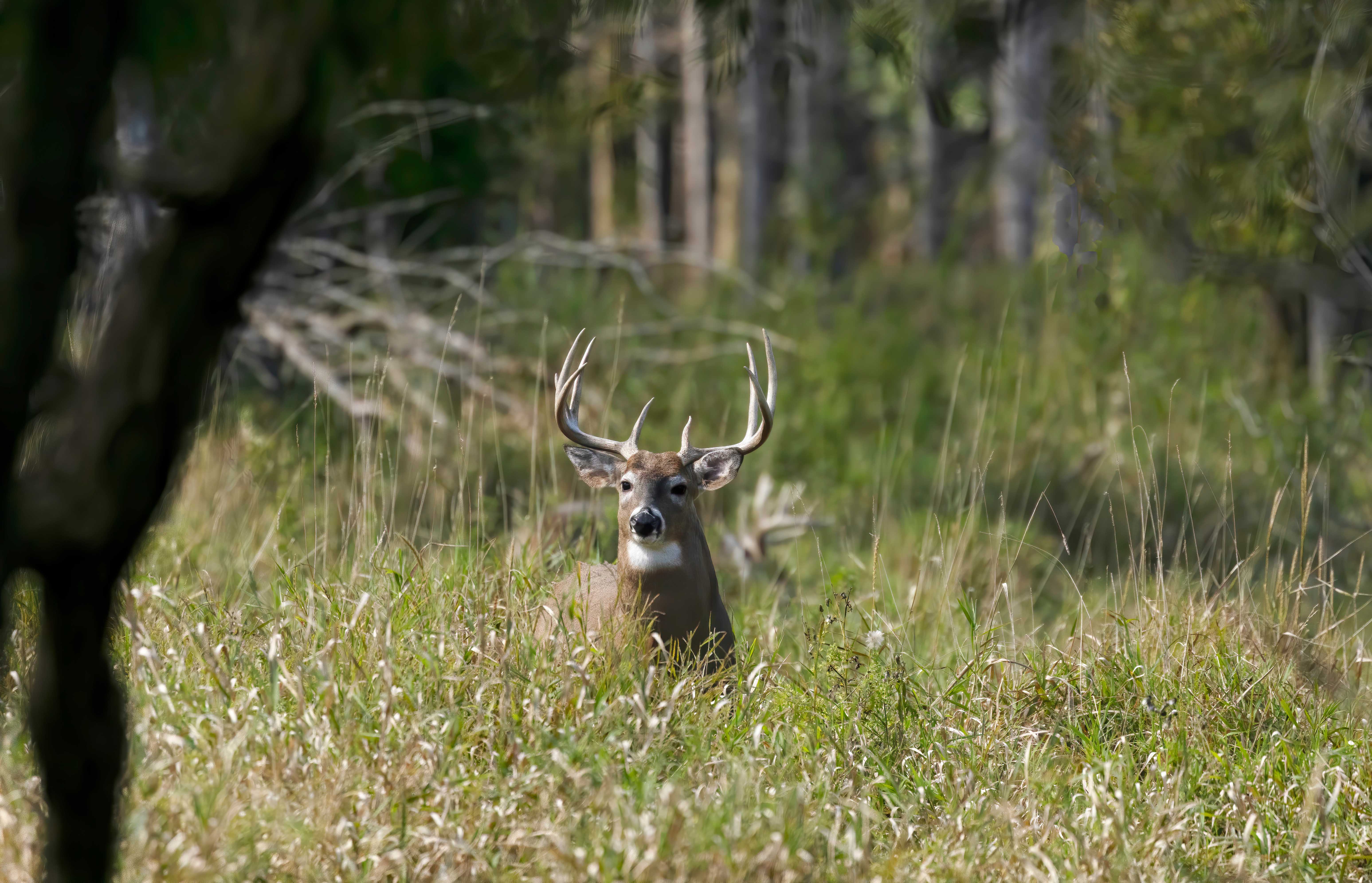 [Titre du site] L'Alabama est vendu aux enchères des baux de chasse à 5 ans sur des terres publiques