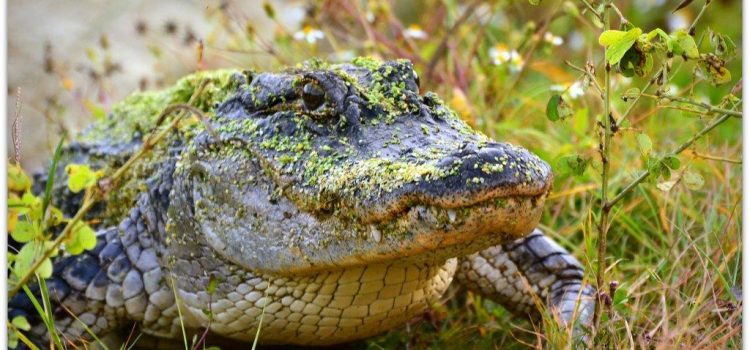 L'alligator de Floride cible les pagayeurs, obligeant les responsables à fermer la voie navigable
